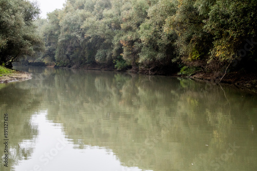 river in the forest