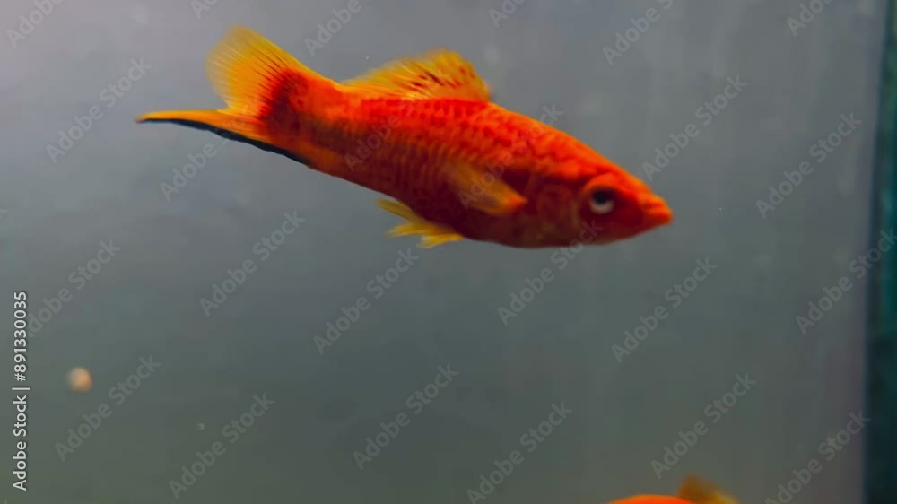Goldfish swimming in fishbowl, selective focus Goldfish swimming in fishbowl, selective focus