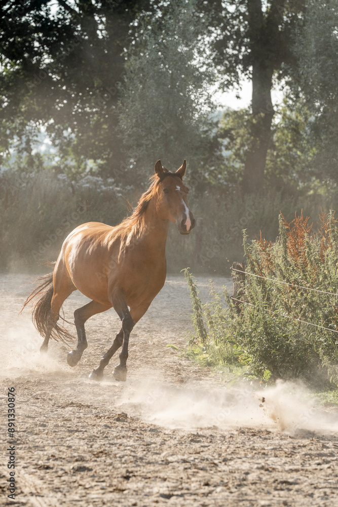 Fotografie horses run gallop paddock paradise dust