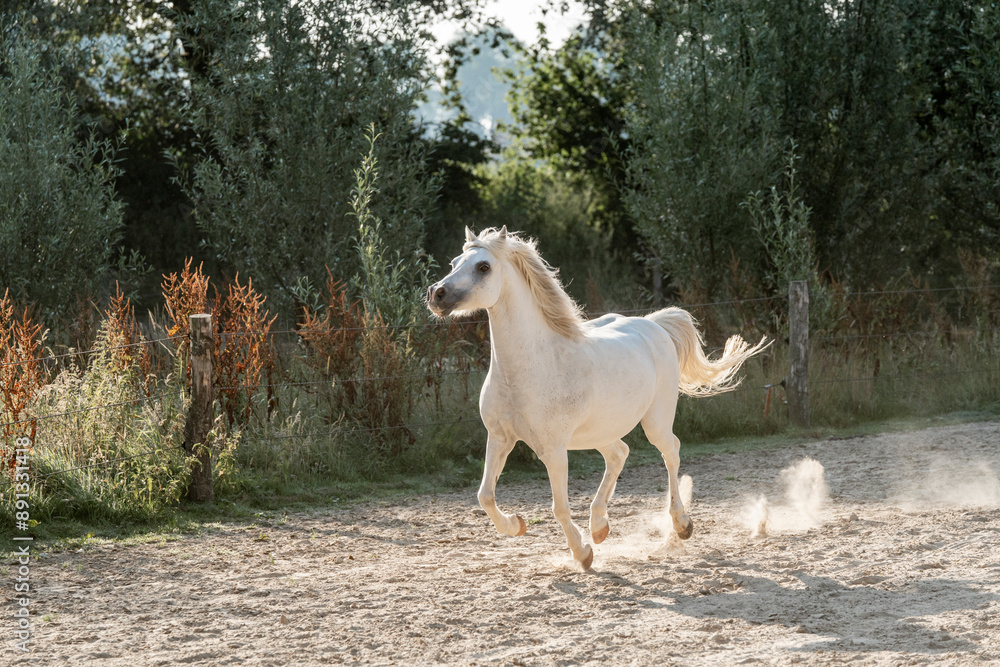 little cute white welsh mountain pony horse gallop with beautiful sunlight little cute white welsh mountain pony horse gallop with beautiful sunlight
