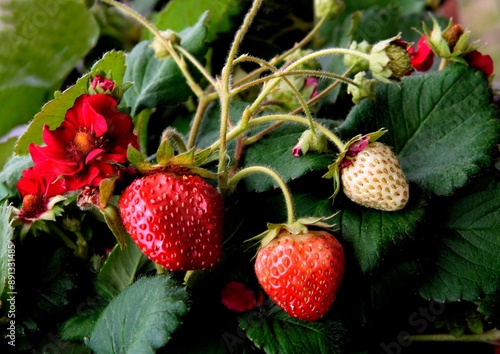 elicious strawberries as wholesome dessert photo