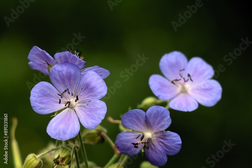 blue flowers of wild plant geranium Pratense