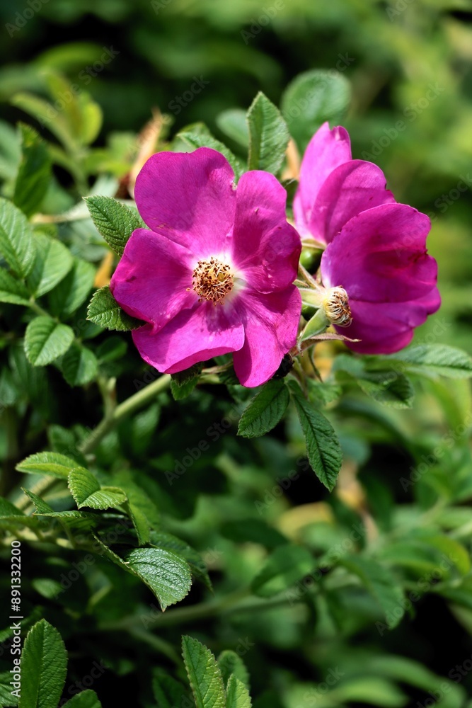 purple flowers and growing fruits of rosa canina close up purple flowers and growing fruits of rosa canina close up