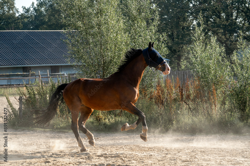horse running gallop through track system paddock paradise horse running gallop through track system paddock paradise