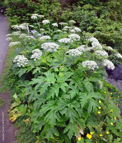 Heracleum sphondylium in flower which can cause burns to those passing by