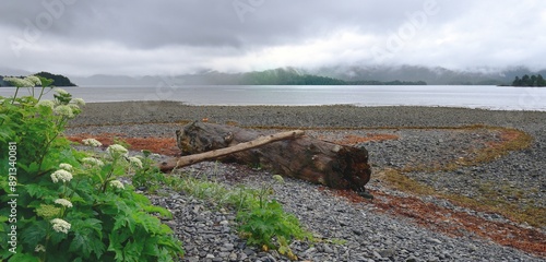 Large fallen tree washed up on the shore