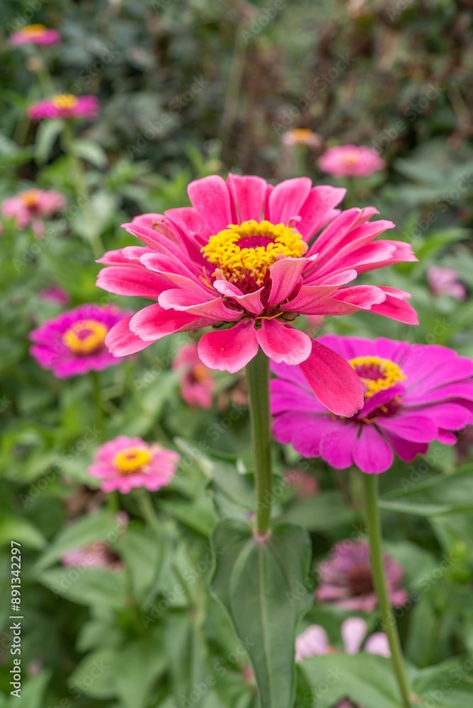 Vibrant Zinnia Flowers in Bloom
