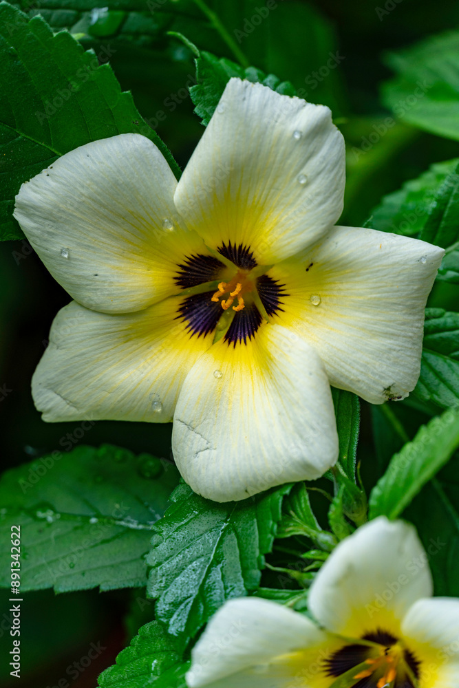 Fototapeta premium Beautiful Tropical Flower Damiana 