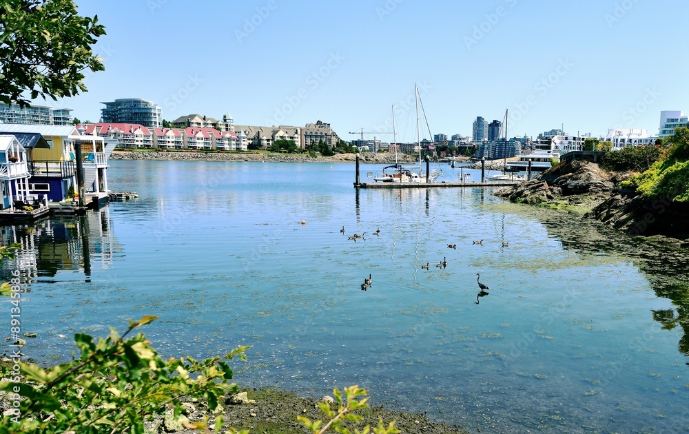 Obraz premium Water birds swimming in the water of Fisherman's wharf