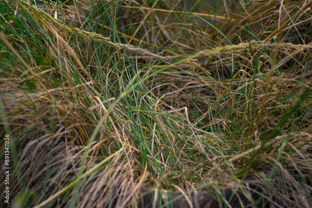 Feather grass plants, long grass texture background Feather grass plants, long grass texture background