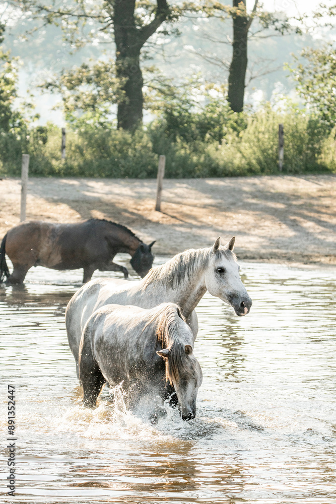 horses in paddock paradise natural habitat environment living their best life horses in paddock paradise natural habitat environment living their best life