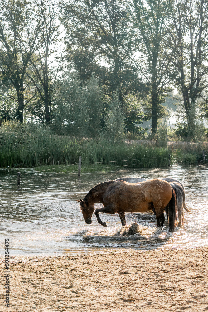 horses in the water having fun splashing horses in the water having fun splashing