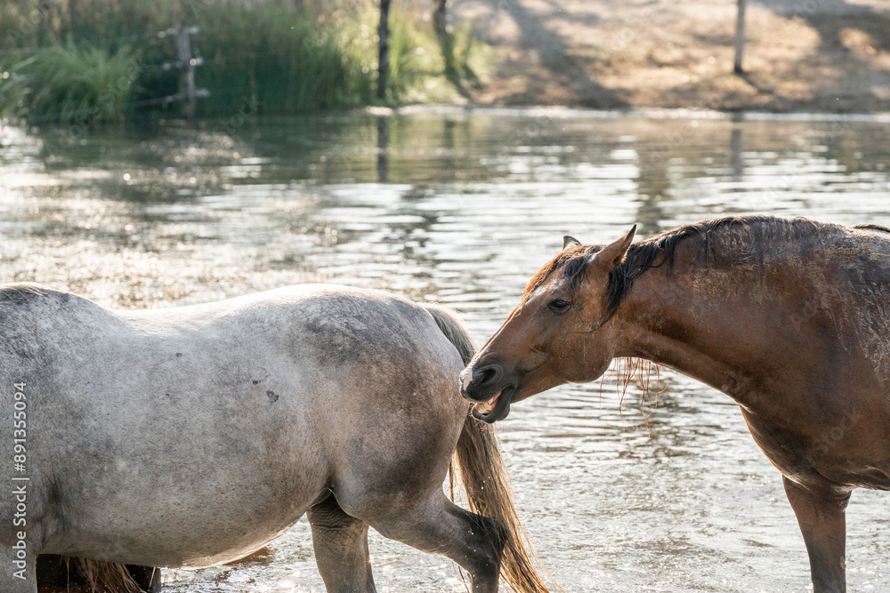 Fototapeta premium Horse horses having fun in water splash plashes pool lake paddock paradise
