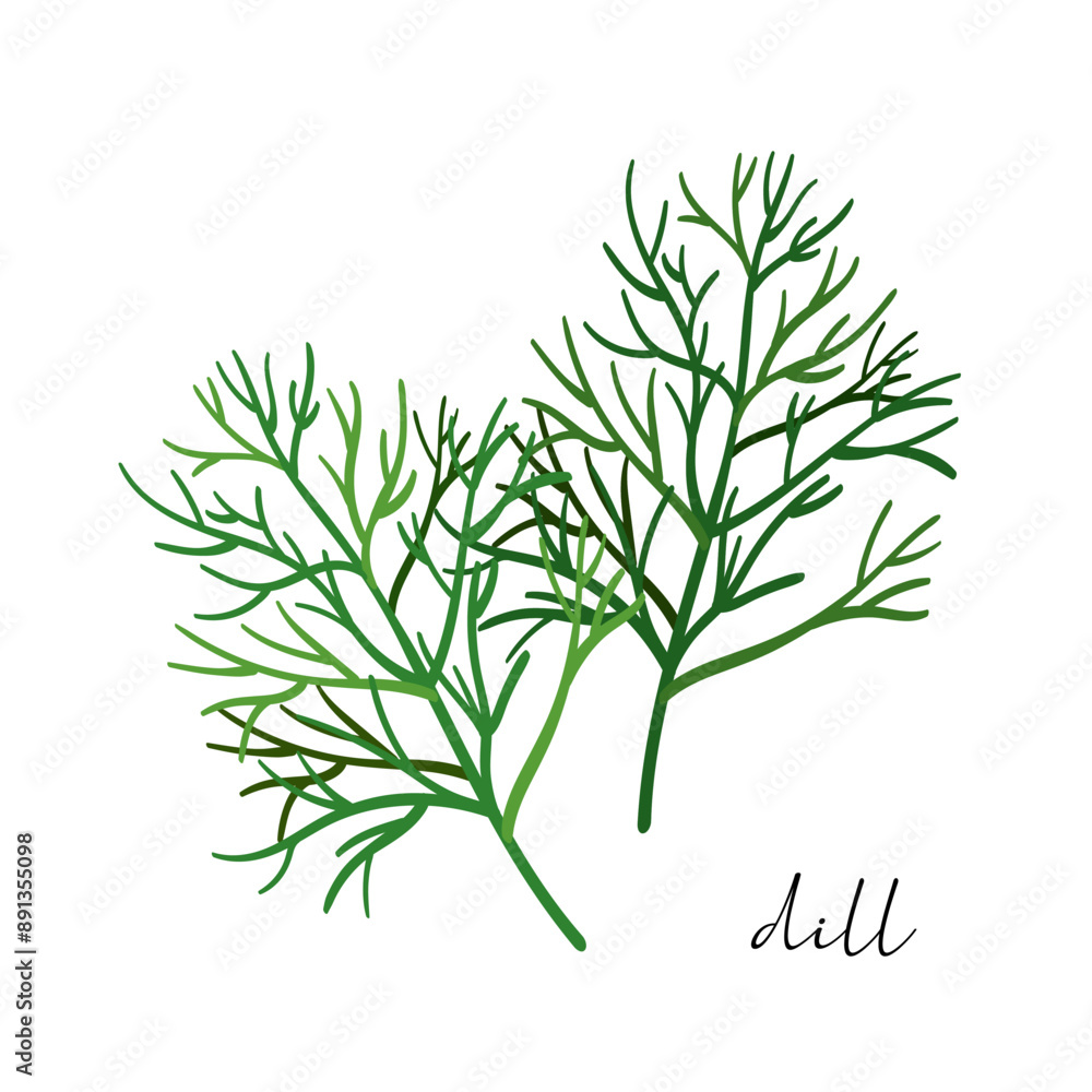 Naklejka premium Vector organic dill plant isolated on white background.