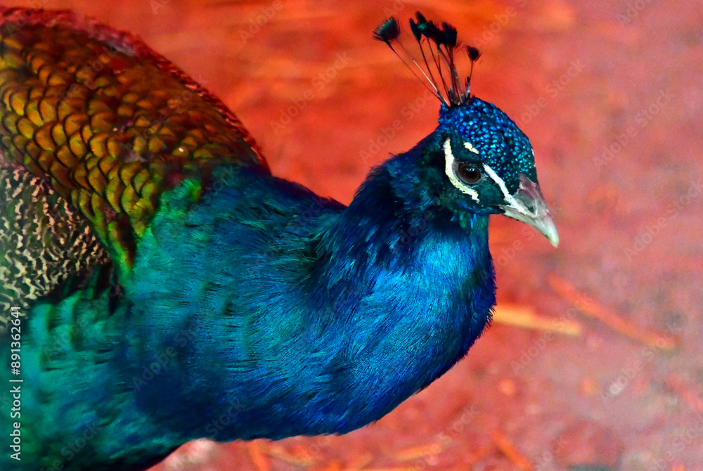Obraz premium portrait of a peacock