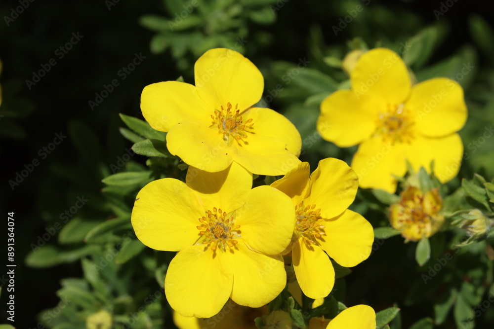 Obraz premium Sweden. Dasiphora fruticosa is a species of hardy deciduous flowering shrub in the family Rosaceae. 