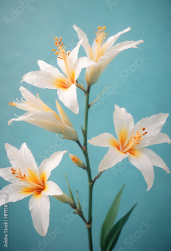 white flowers on blue background