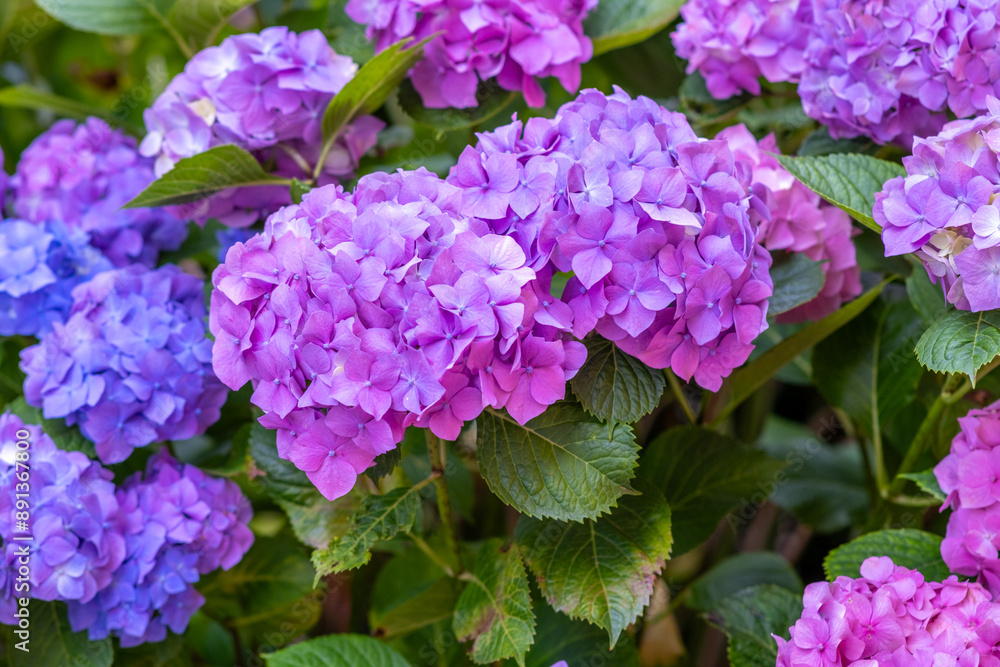 Close up of blooming hydrangea bush with blue and purple flowers Close up of blooming hydrangea bush with blue and purple flowers