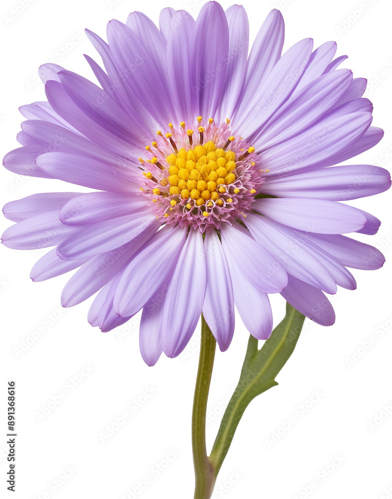 Obraz premium pink daisy flower isolated