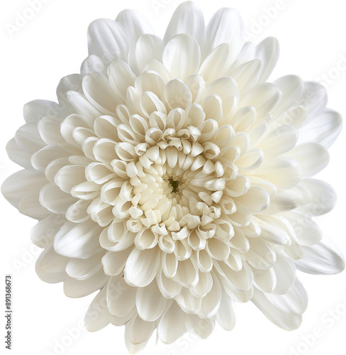 white dahlia flower isolated