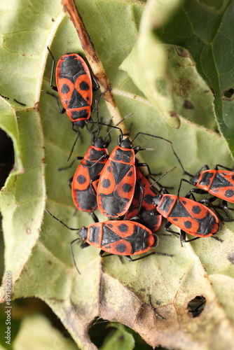 firebugs sitting togehter on a leaf photo