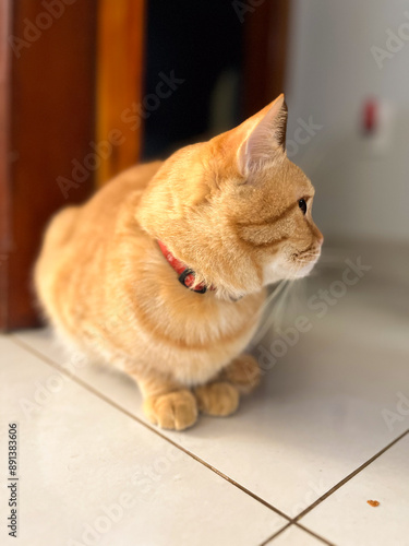 Orange tabby cat sitting on a tile floor. photo