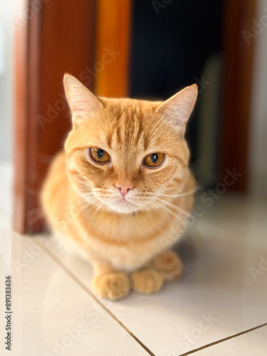 Orange tabby cat sitting on a white tile floor. photo