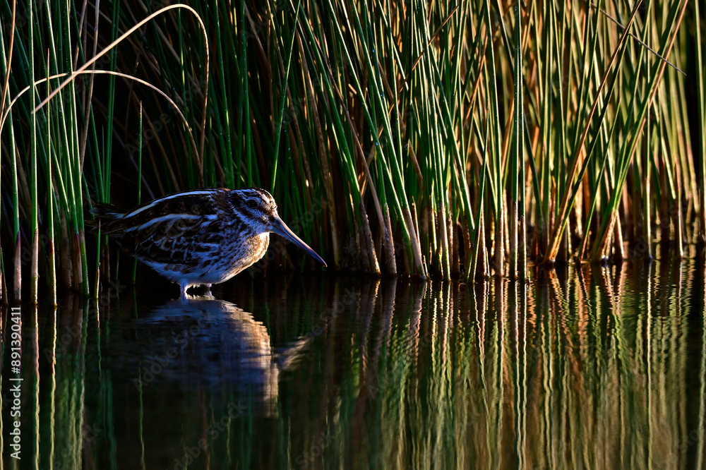 Zwergschnepfe // Jack snipe (Lymnocryptes minimus) Zwergschnepfe // Jack snipe (Lymnocryptes minimus)