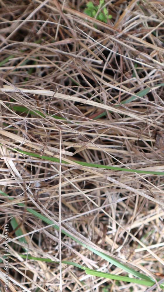 dry grass. dead grass. abstract background dry grass. dead grass. abstract background
