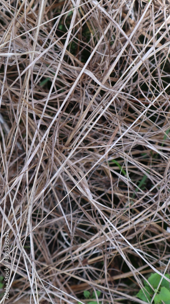 dry grass. dead grass. abstract background dry grass. dead grass. abstract background