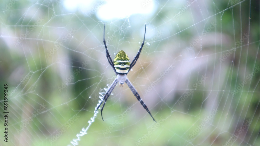 The spider with the yellow stripe on its back (Argiope amoena) is in its nest The spider with the yellow stripe on its back (Argiope amoena) is in its nest
