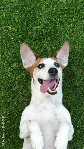 Cute dog smiling laying on green lawn.