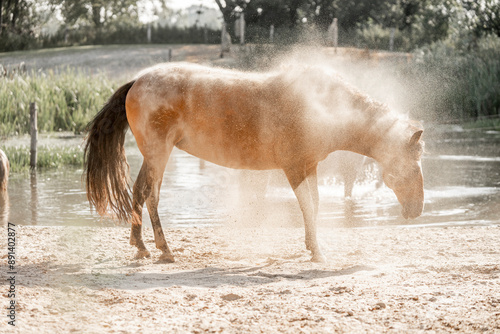 Wallpaper Mural Brown horse shaking of the sand dust dirty pony Torontodigital.ca