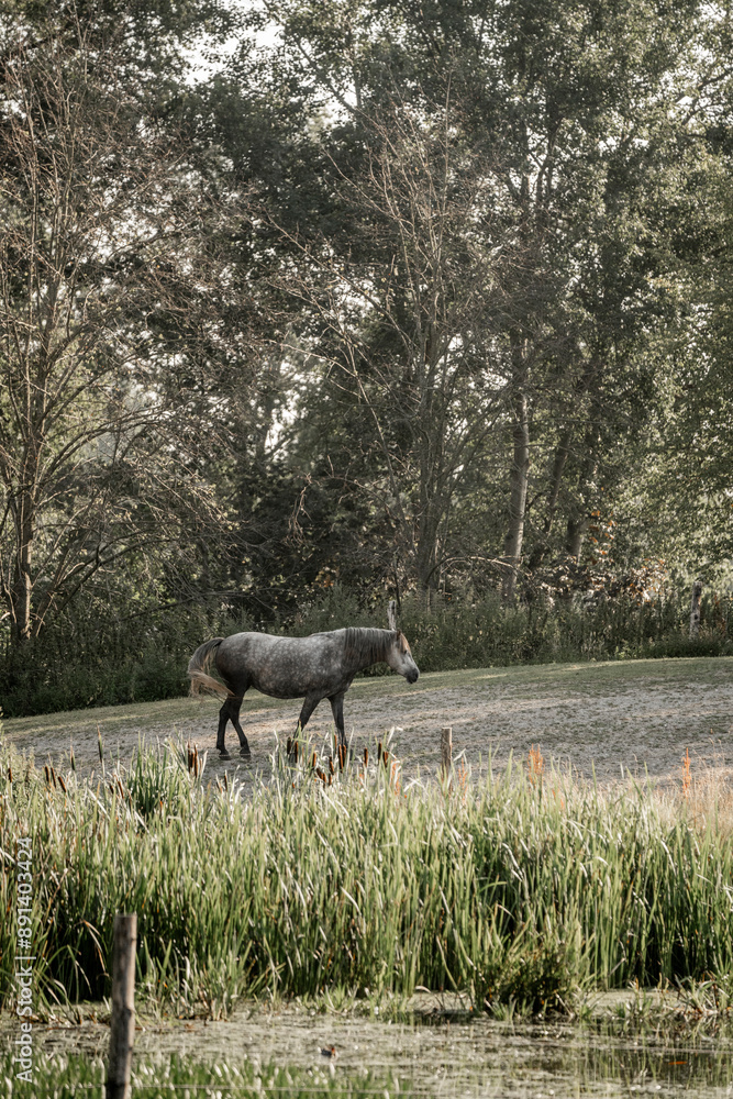 grey horse walking in paddock paradise landscape equine grey horse walking in paddock paradise landscape equine
