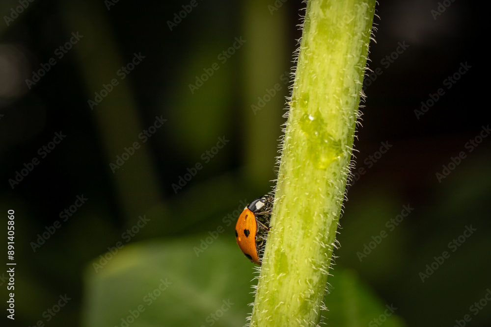 Fototapeta premium Ladybug on stem