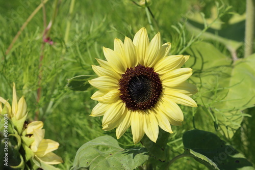 Sweden. The common sunflower (Helianthus annuus) is a species of large annual forb of the genus Helianthus. It is commonly grown as a crop for its edible oily seeds. 