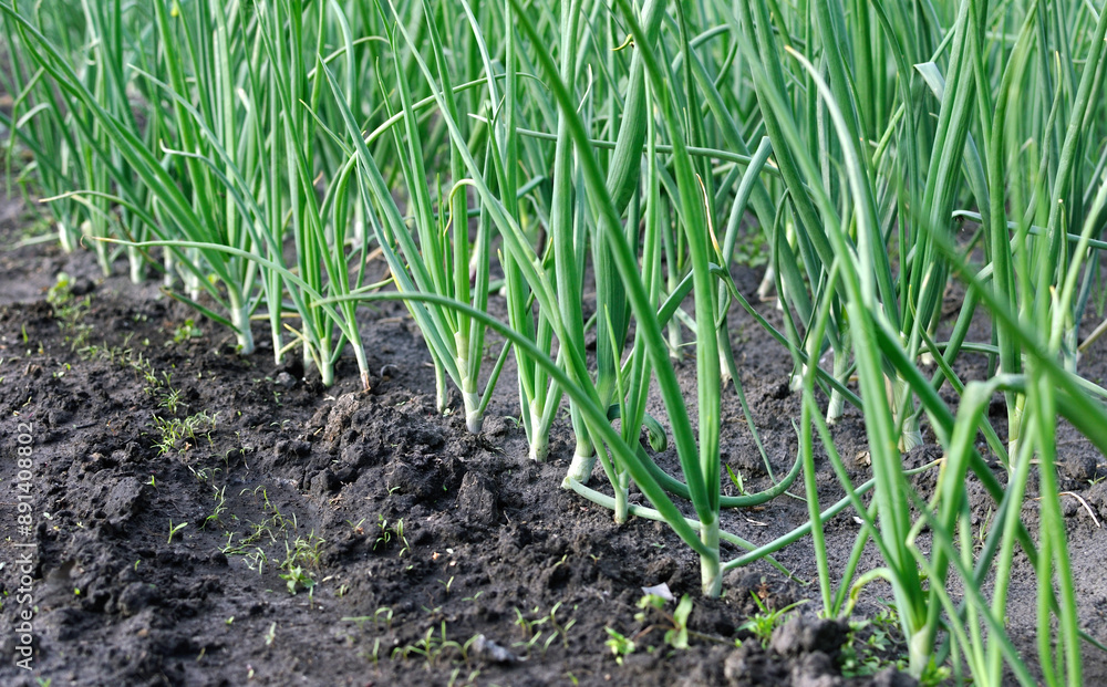 close-up of growing organic green onion in the vegetable garden close-up of growing organic green onion in the vegetable garden