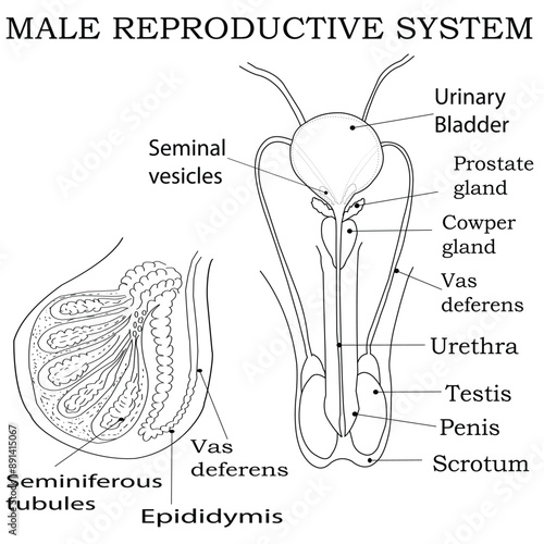 Labeled Diagram of Male Reproductive Organs - anatomical Illustration