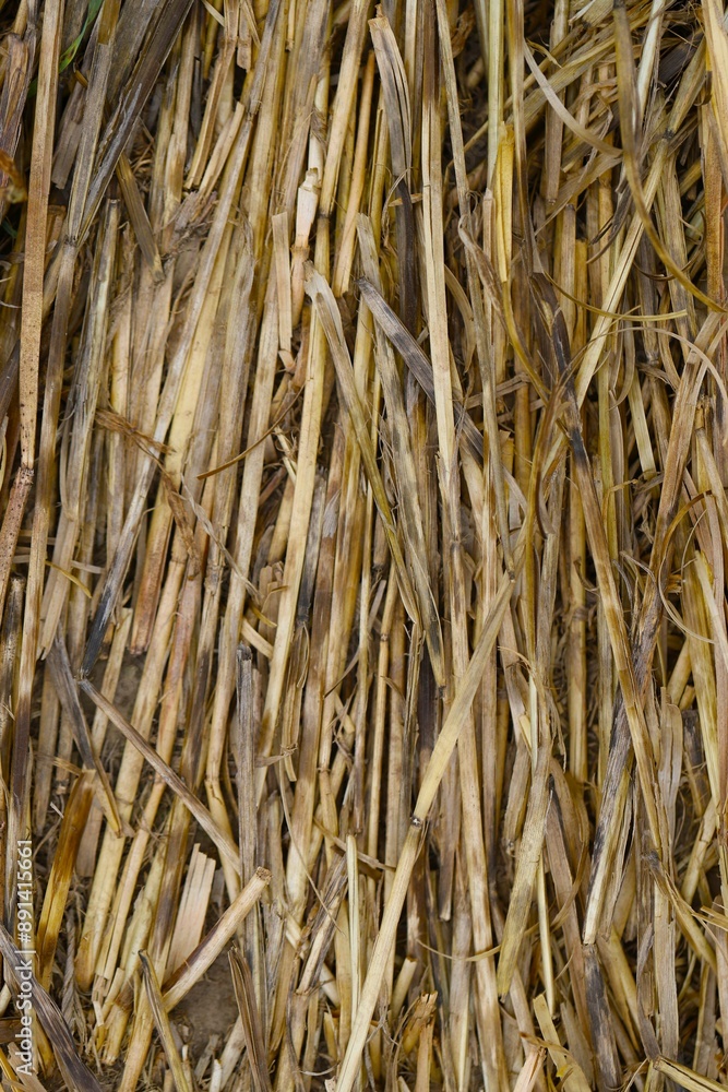 A macro view of straw hay bales. A macro view of straw hay bales.