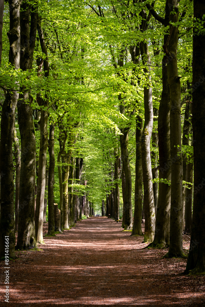 Obraz premium path in the forest
