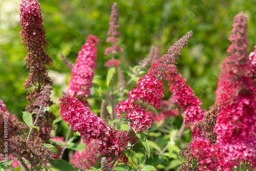 Photos unique dark coral pink Buddleja davidii (known as butterfly-bush) in bloom at an