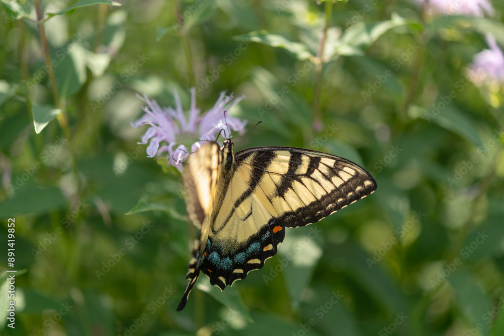 papilio glaucus on monarda - top view papilio glaucus on monarda - top view
