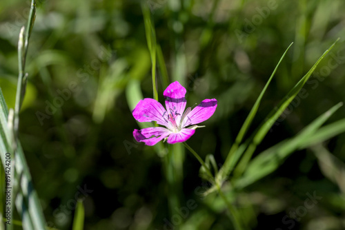 A bright closeup of blooming pink flower in fresh green grass
