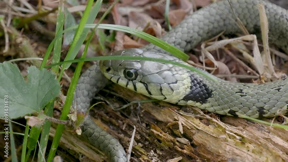 Close up one Grass Snake Head Close up one Grass Snake Head