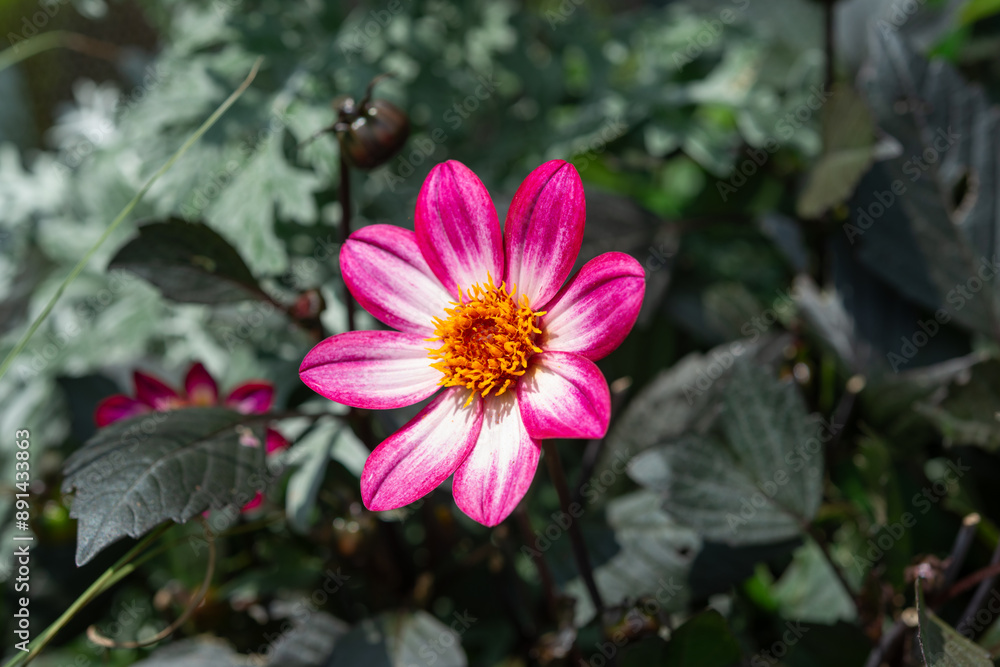 pink tipped and white miniature dahlia isolated on a dark green foliage background pink tipped and white miniature dahlia isolated on a dark green foliage background