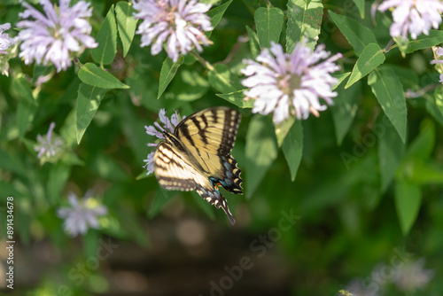 Papilio glaucus, the eastern tiger swallowtail (female) nectaring at monarda flowers in summer photo