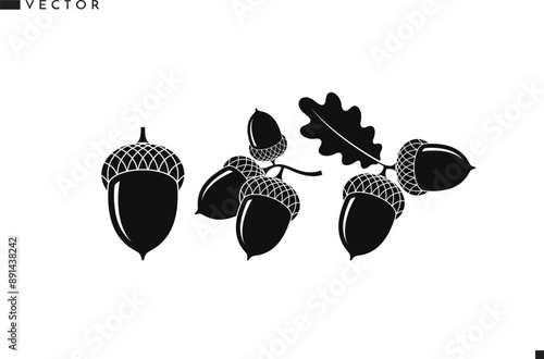 Abstract acorns. Oak branch vector. Isolated acorns on white background