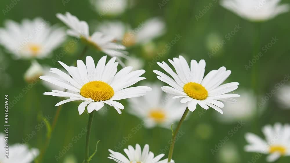 White flowers of ox-eye daisy or marguerite, Leucanthemum vulgare White flowers of ox-eye daisy or marguerite, Leucanthemum vulgare