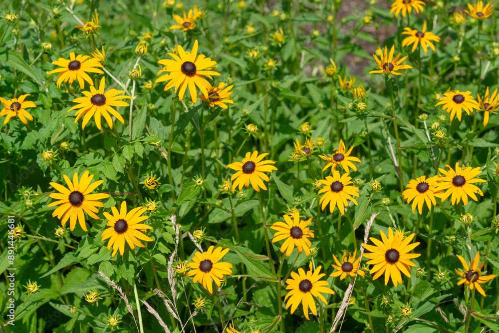 field of yellow rudbeckia flowers in bright summer light field of yellow rudbeckia flowers in bright summer light