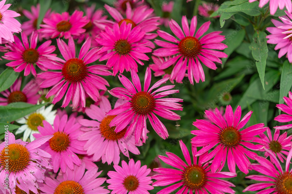 hot pink echinacea blossoms viewed from top